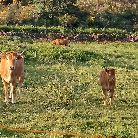 Toxosoutos * Tojos Outos